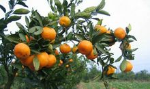 家乡的桔子_400字