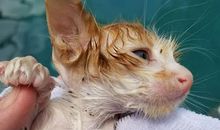 给小猫洗澡_500字