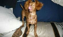 我的好朋友——毛毛小狗_500字