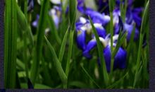 鸢尾花的回亿_100字