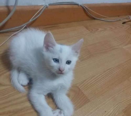 猫_100字