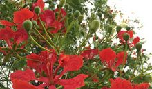 花儿要开了_50字