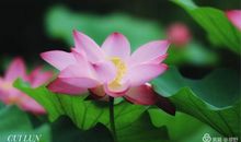 心中的荷叶_800字