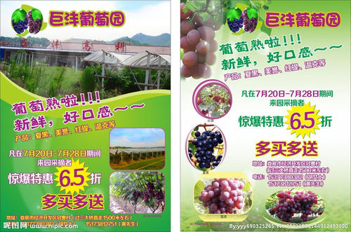 [2012年夏季论文]葡萄园_650字