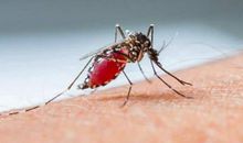 小蚊子不哭_550字