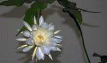 [2013暑期征文]昙花之凋--读《子夜》有感_700字