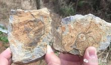 [开始征文]矮树_900字