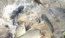 [难忘2015]愍念_1500字