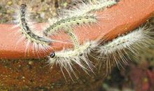 大毛毛虫去哪里了