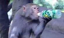 通信大王小猴子