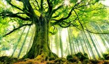 建国60周年作文：假如我是一棵大树_550字