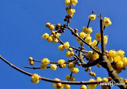 芜湖_900字