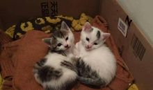 小黑和小白_900字