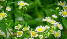 一束野菊花_750字