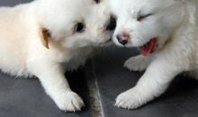 小狗“豆豆”_300字