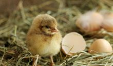 孵小鸡_250字