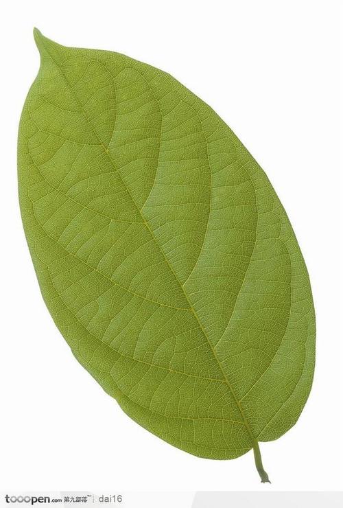美丽的叶子_350字