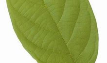 美丽的树叶_350字