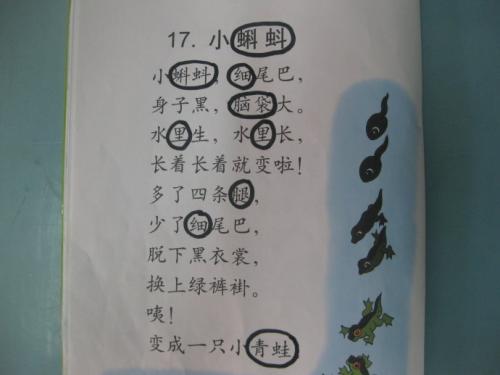 小蚪蚪_450字