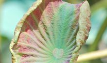 【读书札记】残荷_200字