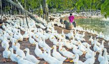 我和七只白鸭儿_250字