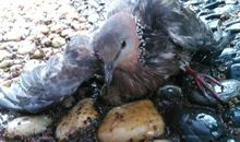 受伤的小鸟_350字