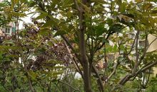 我家有棵香椿树_300字