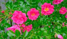 令人头痛的巴赫_800字