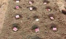 春天的种植_350字