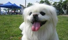 我家的小花狗_200字