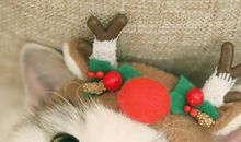 可爱的波斯猫_200字