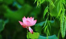 [2013暑期征文]迷人的荷花湖_900字