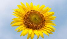 [2013暑期征文]记忆之花_450字