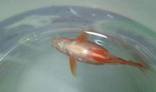 我家的金鱼_250字