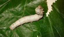 可爱的蚕宝宝_500字