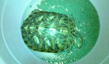 我的乌龟朋友_450字