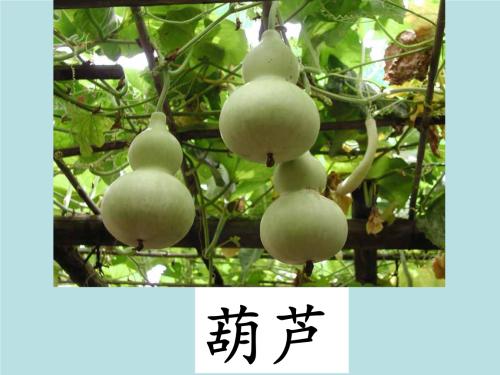 “我想要一个葫芦”更新_200字