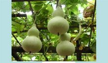 《我要的是葫芦》续写_200字