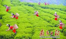 第一次采茶_300字