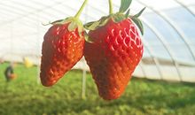 草莓园游记_400字