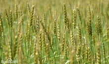 粮食来之不易_450字