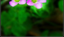 无名的野花_300字