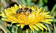 [2013暑期征文]读《一只离群的蜜蜂》有感_650字