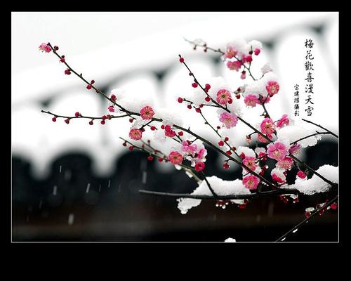 [2013年夏季论文]我的心李子开花_3000字