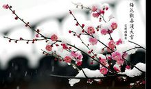 [2013暑期征文]我心头的那片梅花_3000字