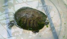 我的小乌龟_300字