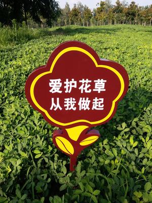 爱花草_250字