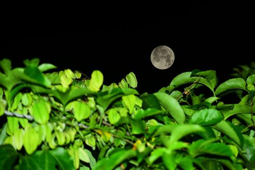 我喜欢月亮_350字