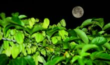 我喜欢月亮_350字