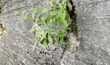 生命的顽强_300字